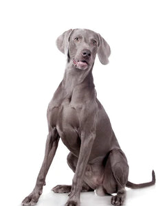 Collection image for: Weimaraner