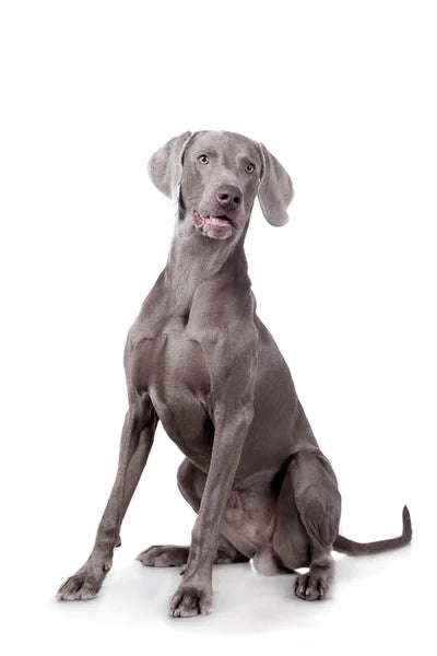 Weimaraner