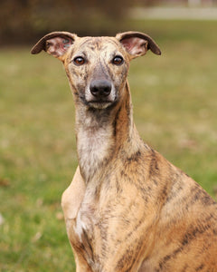 Collection image for: Whippet
