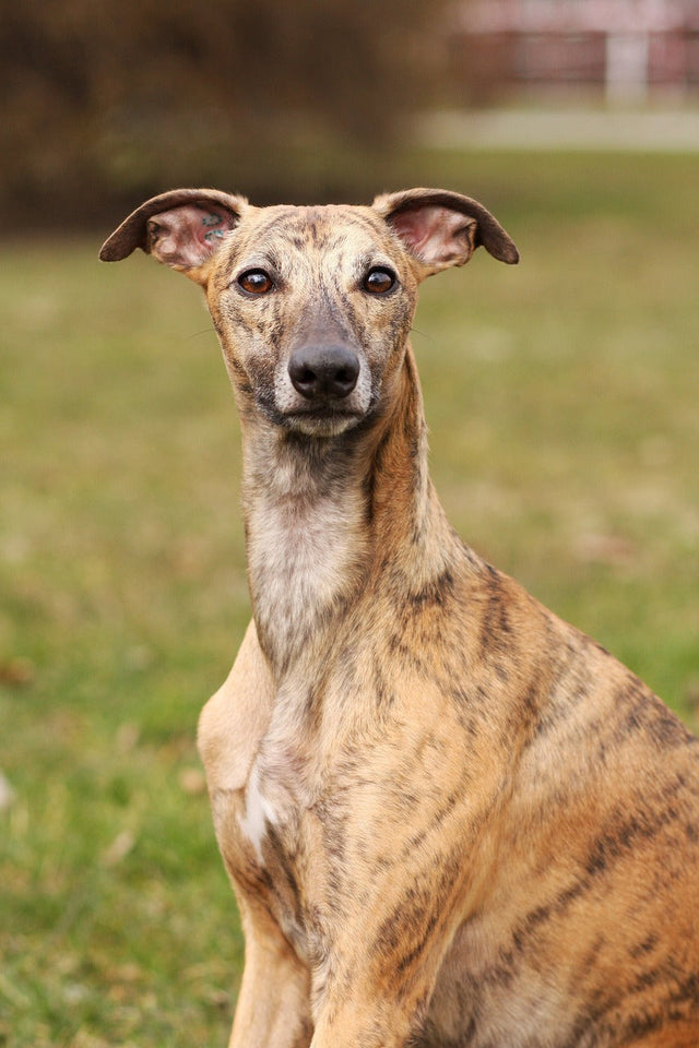 Whippet