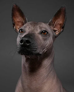 Collection image for: Xoloitzcuintli (Mexikansk nakenhund)