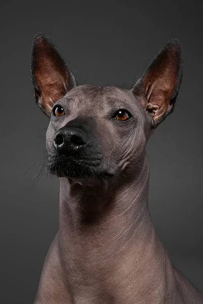 Xoloitzcuintli (Mexikansk nakenhund)