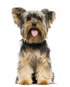 Collection image for: Yorkshireterrier