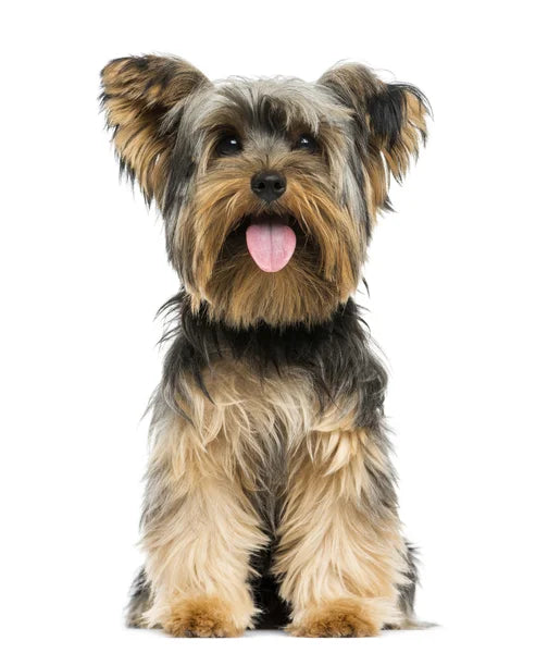 Yorkshireterrier