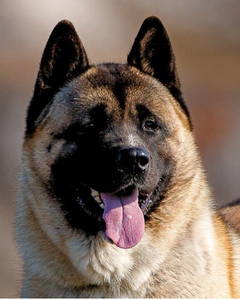 Amerikansk Akita – Stor, lojal och kraftfull hund med tät päls och vakande blick