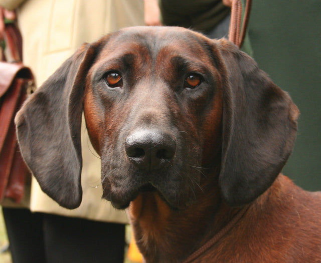 bayersk viltspårhund