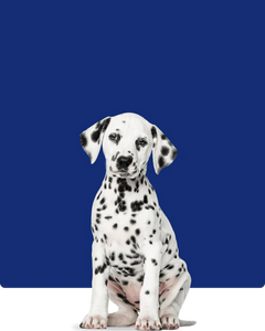 Collection image for: Hundprodukter