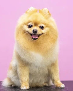 Collection image for: Pomeranian