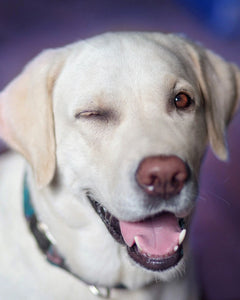 Collection image for: Labrador Retriever
