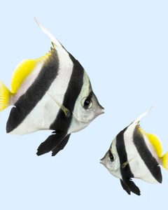 Collection image for: Fiskprodukter