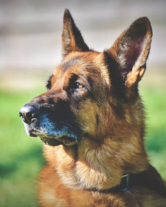 Collection image for: Tysk Schäferhund