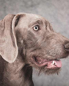 Collection image for: Slovakian Rough Haired Pointer