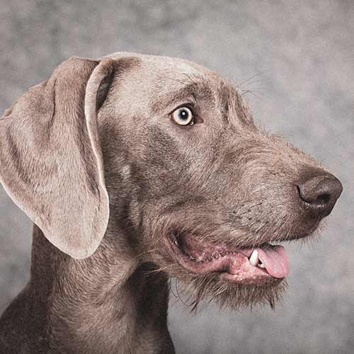 Slovakian Rough Haired Pointer