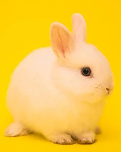 Collection image for: Smådjursprodukter