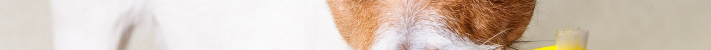 Hundens Munhälsa: Så Tar du Hand om Din Bästa Väns Tänder 🐾