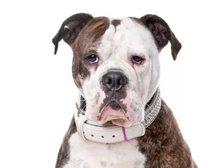 Amerikansk Bulldog – Kraftfull hund med kort päls, bred bröstkorg och vaken blick