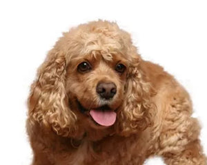 Amerikansk Cocker Spaniel – lång päls och vänlig blick