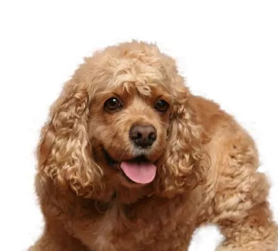 Amerikansk Cocker Spaniel – lång päls och vänlig blick