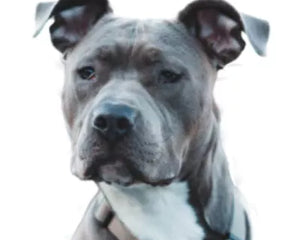 Amerikansk Pitbull Terrier i muskulös och alert pose