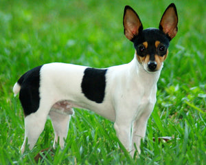 Amerikansk Toy Foxterrier med upprätt öron och pigg blick