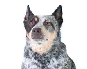 Australian Cattle Dog i arbete – blå päls, vaksam blick