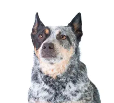 Australian Cattle Dog i arbete – blå päls, vaksam blick