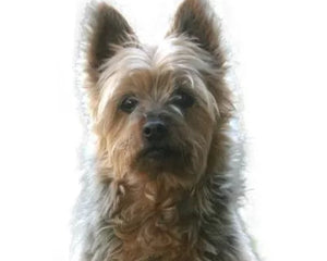 Australian Silky Terrier i sittande profil – liten kropp, lång silkig päls, vaksam blick