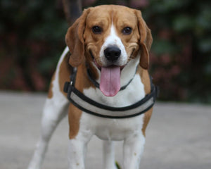 Collection image for: Beagle