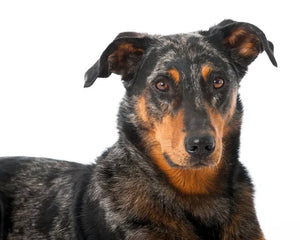 Collection image for: Beauceron