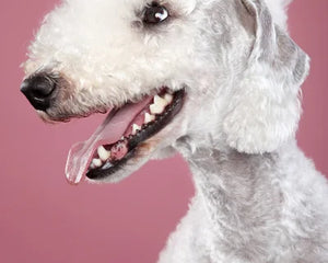 Collection image for: Bedlington Terrier
