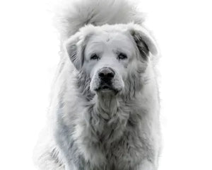 Collection image for: Maremmahund (Maremmano abruzzese)