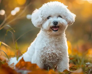 Collection image for: Bichon Frisé