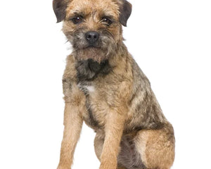 Collection image for: Border Terrier