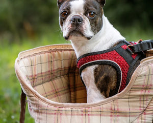 Collection image for: Boston terrier