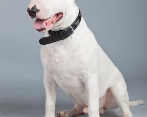 Collection image for: Bullterrier