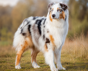 Australian shepherd – intelligent, aktiv och arbetsvillig vallhund med stark energi