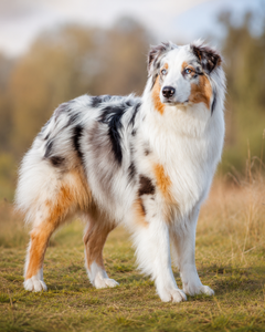 Australian shepherd – intelligent, aktiv och arbetsvillig vallhund med stark energi