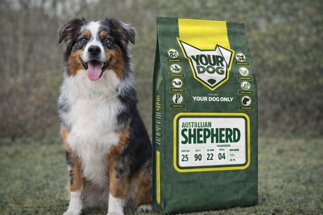 Australian Shepherd i rörelse – merlefärgad päls och fokus