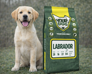 Collection image for: Labrador Retriever