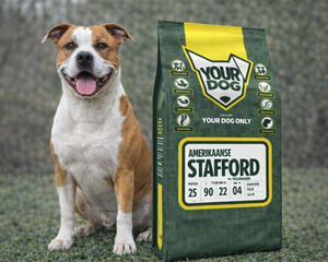 Amerikansk Staffordshireterrier i muskulös pose med fokuserad blick