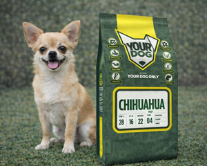 Collection image for: Chihuahua