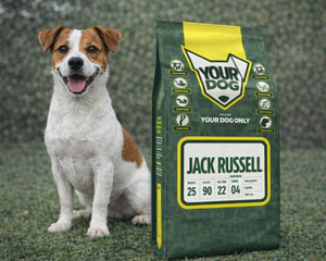 Collection image for: Jack Russell Terrier
