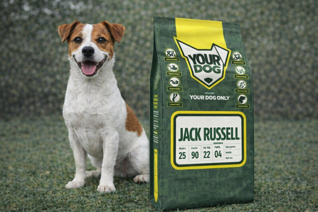 Jack Russell Terrier