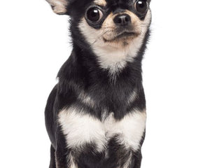 Collection image for: Chihuahua