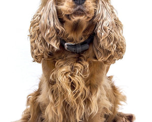Collection image for: Cocker Spaniel