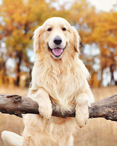 Collection image for: Golden Retriever