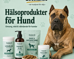 Hälsoprodukter för Hund – Stöd för mage, leder, lugn och immunförsvar