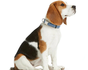 Collection image for: Hundhalsband
