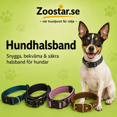 Hundhalsband – klassiska halsband, LED och läder för vardag