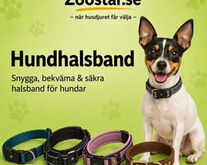 Hundhalsband – klassiska halsband, LED och läder för vardag
